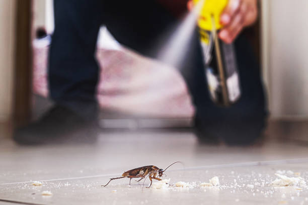 Best Flea Control Services  in Green Island, NY