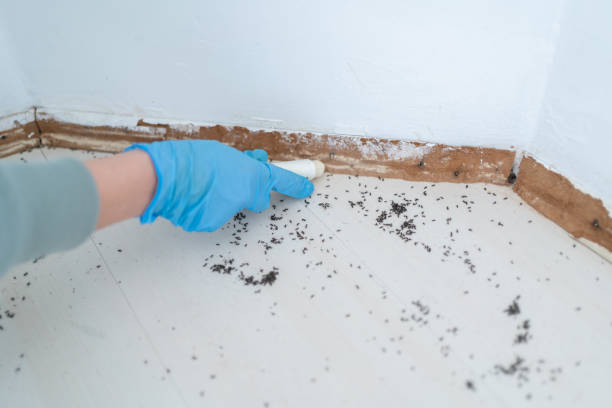 Best Wasp Removal Services  in Green Island, NY